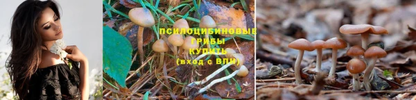 PSILOCYBIN Иннополис